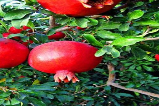 Гранат и его большое почитание в персидской культуре